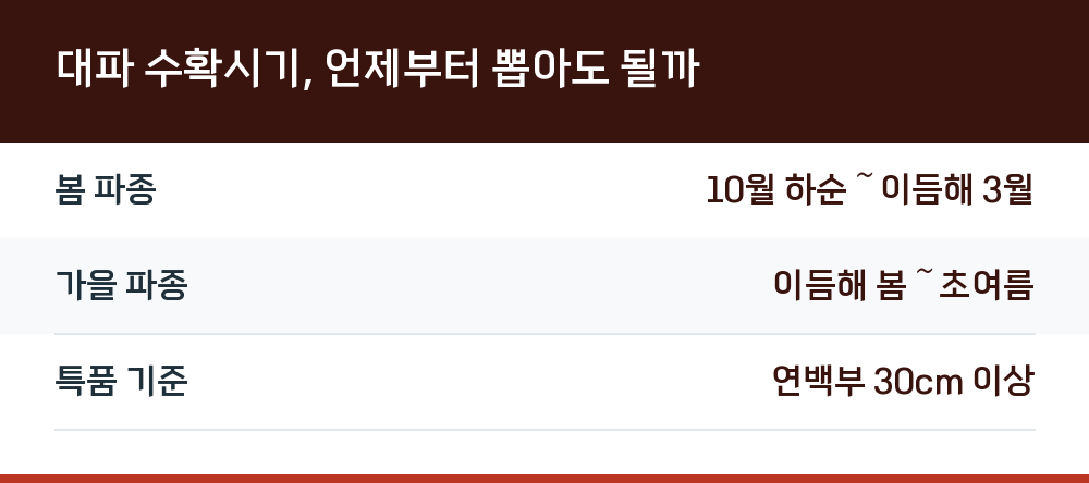 대파 수확시기, 언제부터 뽑아도 될까
