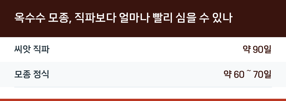 옥수수 모종, 직파보다 얼마나 빨리 심을 수 있나