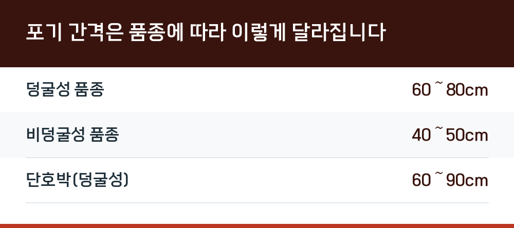 포기 간격은 품종에 따라 이렇게 달라집니다