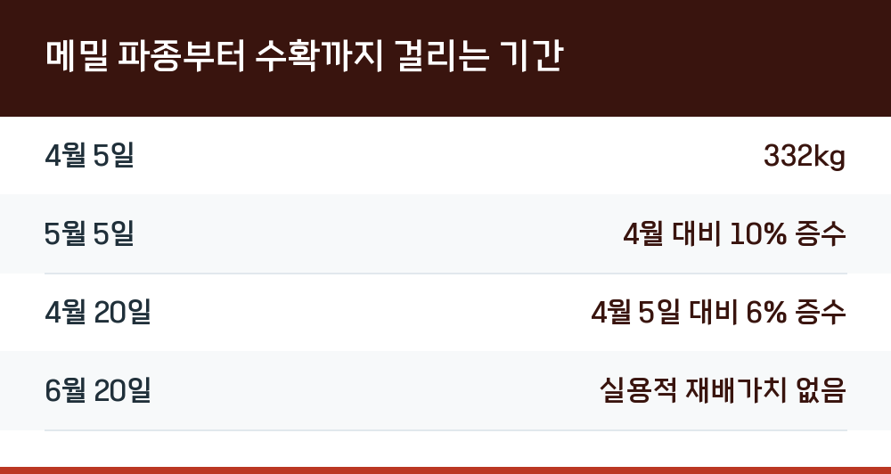 메밀 파종부터 수확까지 걸리는 기간