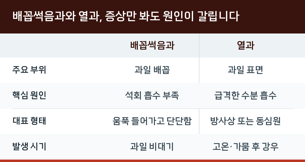 배꼽썩음과와 열과, 증상만 봐도 원인이 갈립니다
