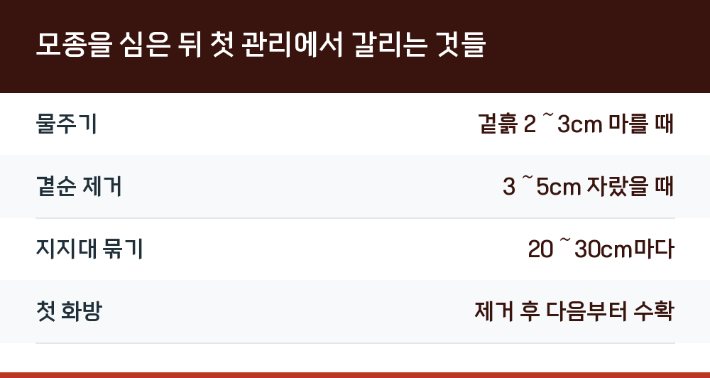 모종을 심은 뒤 첫 관리에서 갈리는 것들