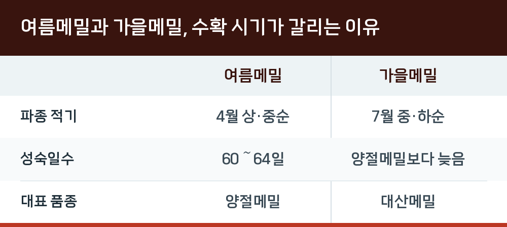 여름메밀과 가을메밀, 수확 시기가 갈리는 이유