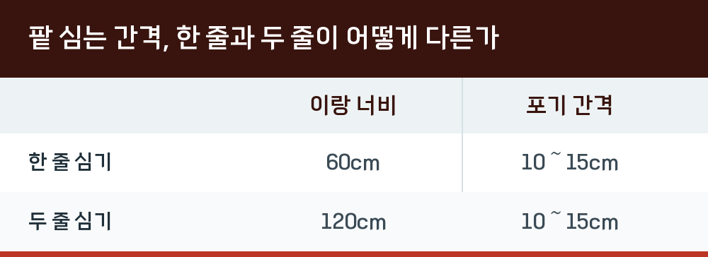 팥 심는 간격, 한 줄과 두 줄이 어떻게 다른가
