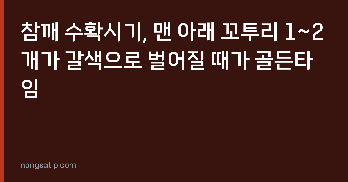 참깨 수확시기, 맨 아래 꼬투리 1~2개가 갈색으로 벌어질 때가 골든타임