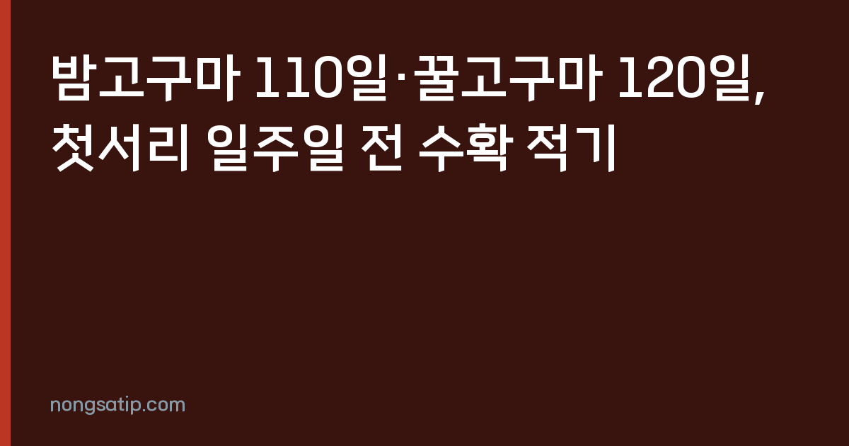 밤고구마 110일·꿀고구마 120일, 첫서리 일주일 전 수확 적기