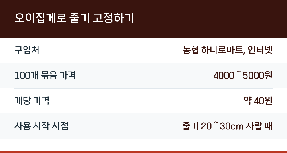 오이집게로 줄기 고정하기