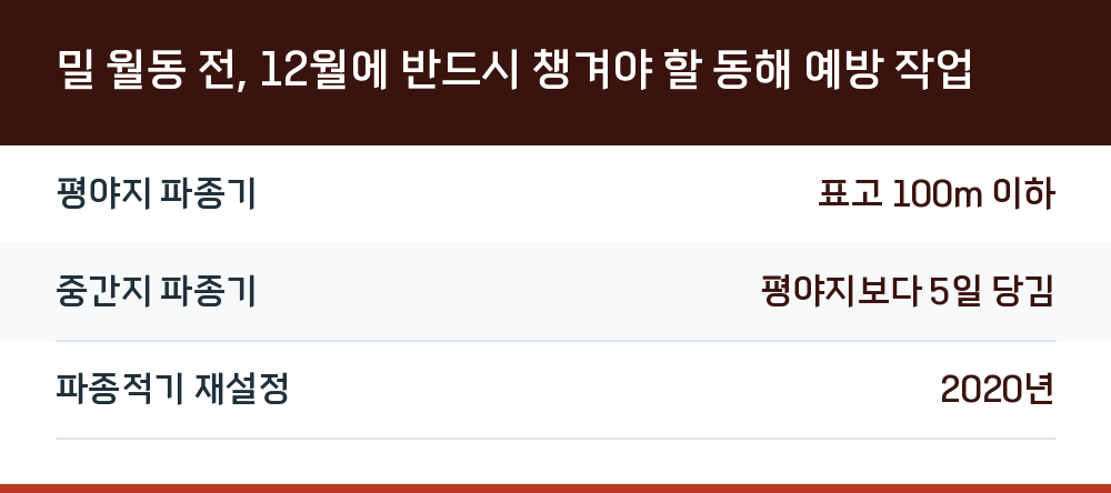 밀 월동 전, 12월에 반드시 챙겨야 할 동해 예방 작업