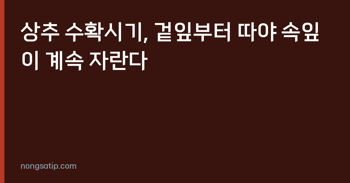상추 수확시기, 겉잎부터 따야 속잎이 계속 자란다