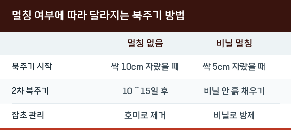 멀칭 여부에 따라 달라지는 북주기 방법