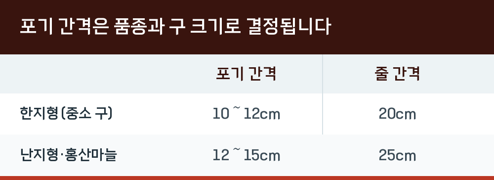 포기 간격은 품종과 구 크기로 결정됩니다