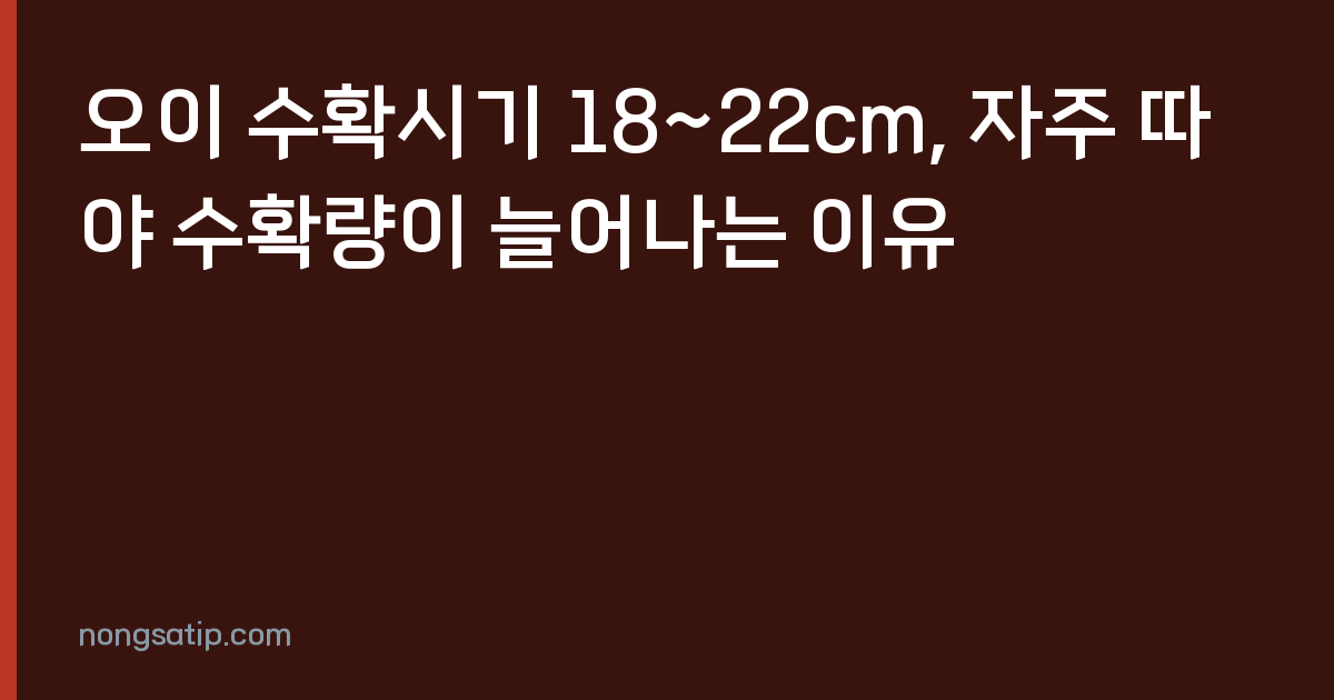 오이 수확시기 18~22cm, 자주 따야 수확량이 늘어나는 이유
