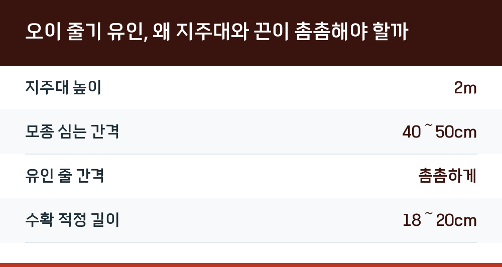 오이 줄기 유인, 왜 지주대와 끈이 촘촘해야 할까