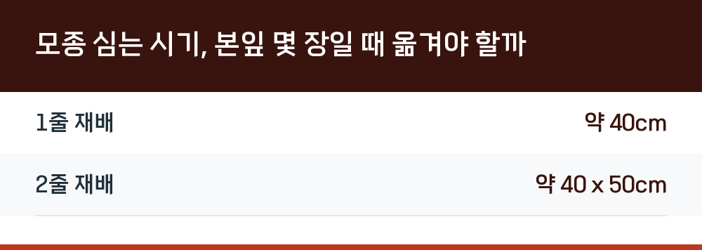 모종 심는 시기, 본잎 몇 장일 때 옮겨야 할까