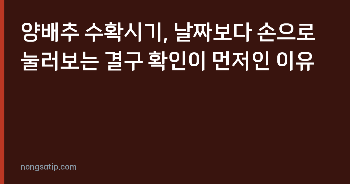 양배추 수확시기, 날짜보다 손으로 눌러보는 결구 확인이 먼저인 이유