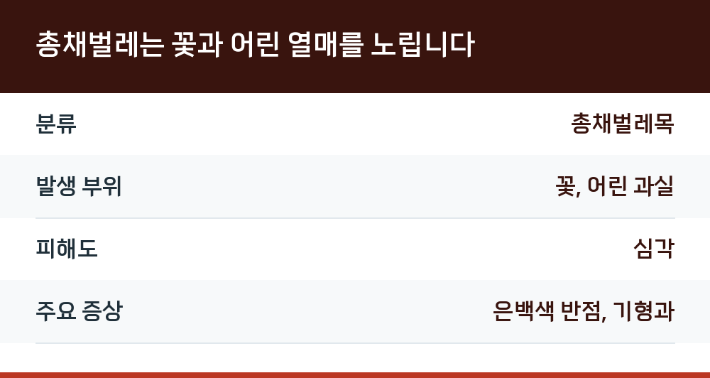 총채벌레는 꽃과 어린 열매를 노립니다