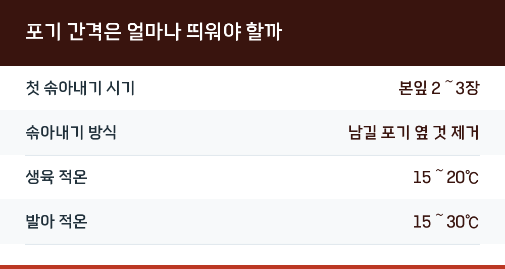 포기 간격은 얼마나 띄워야 할까