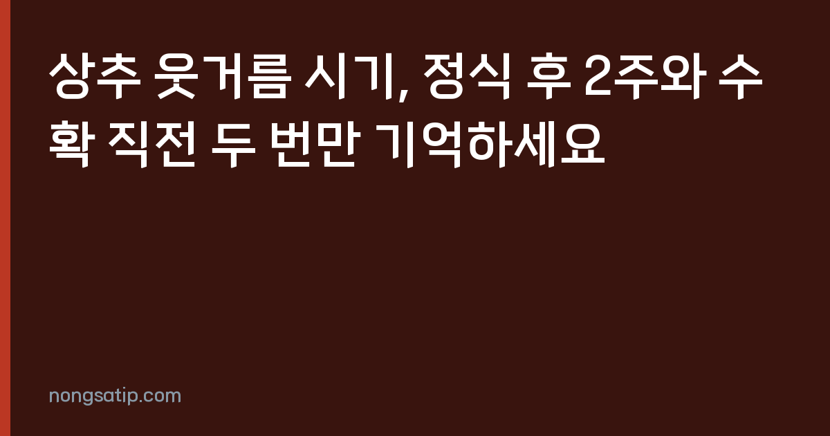 상추 웃거름 시기, 정식 후 2주와 수확 직전 두 번만 기억하세요