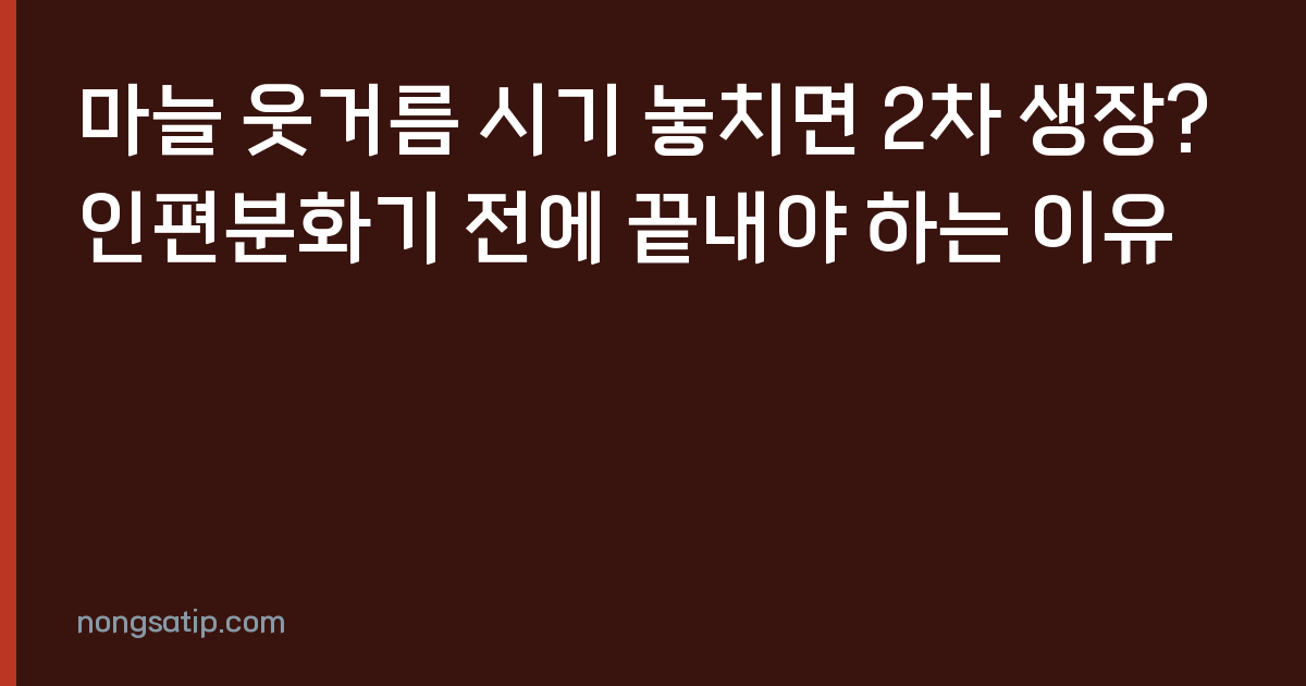 마늘 웃거름 시기 놓치면 2차 생장? 인편분화기 전에 끝내야 하는 이유
