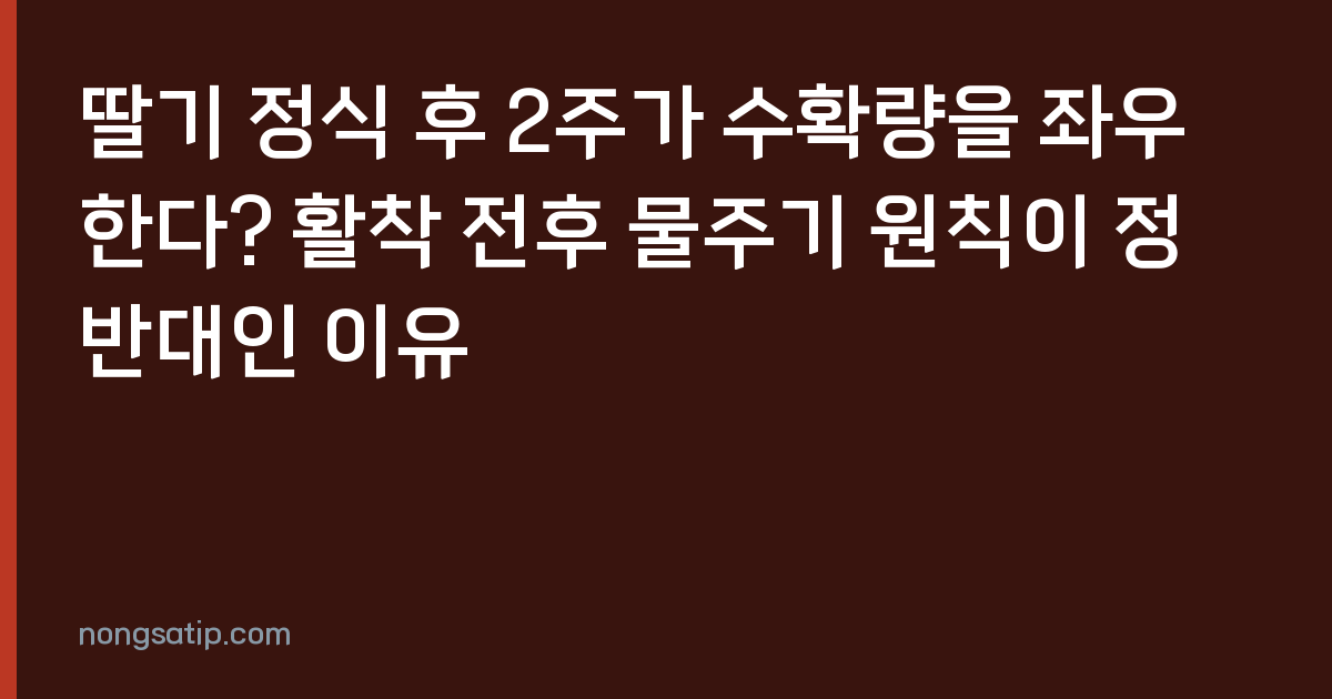 딸기 정식 후 2주가 수확량을 좌우한다? 활착 전후 물주기 원칙이 정반대인 이유