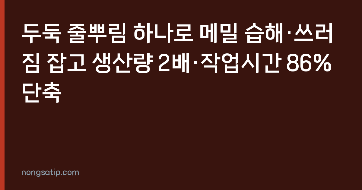 두둑 줄뿌림 하나로 메밀 습해·쓰러짐 잡고 생산량 2배·작업시간 86% 단축