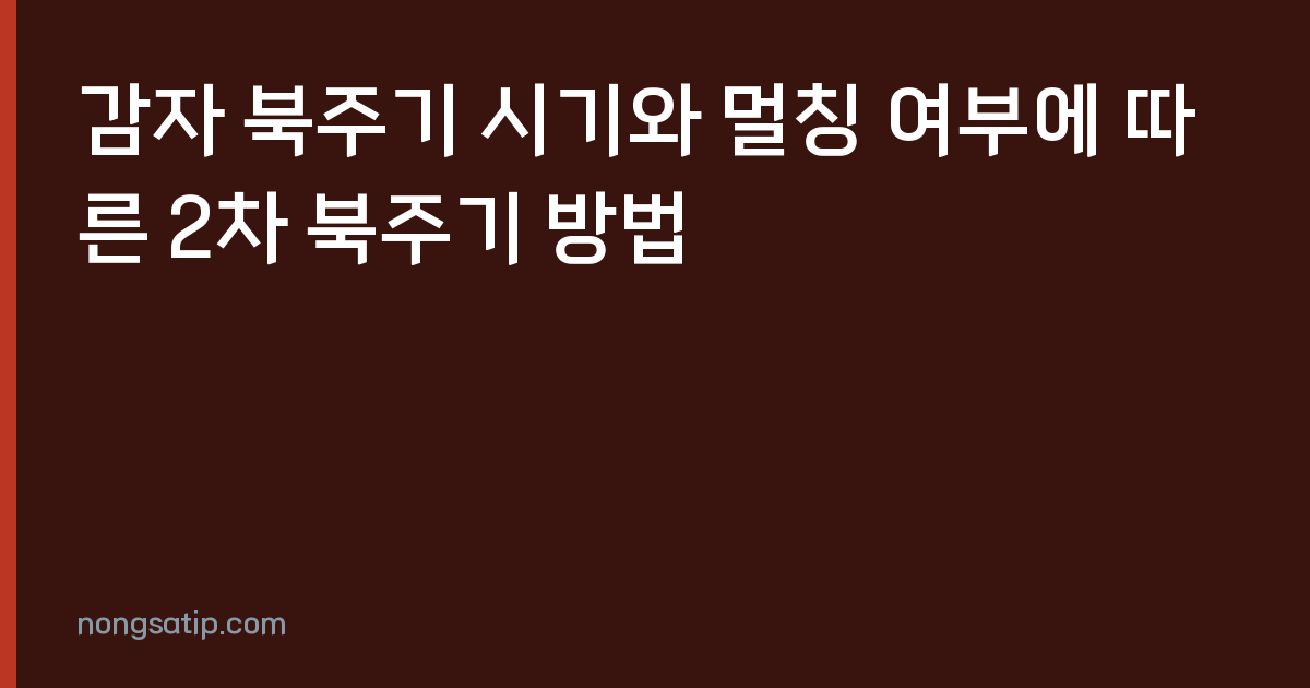 감자 북주기 시기와 멀칭 여부에 따른 2차 북주기 방법