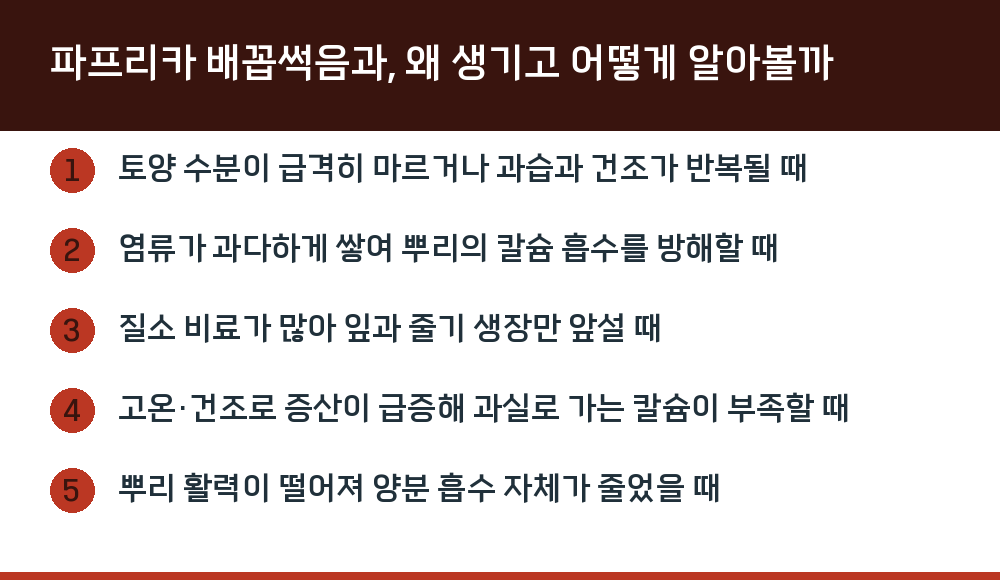 파프리카 배꼽썩음과, 왜 생기고 어떻게 알아볼까