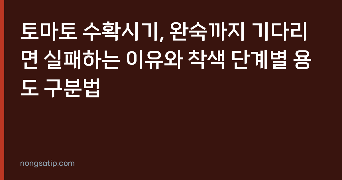 토마토 수확시기, 완숙까지 기다리면 실패하는 이유와 착색 단계별 용도 구분법