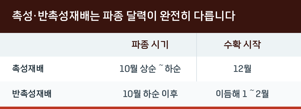 촉성·반촉성재배는 파종 달력이 완전히 다릅니다