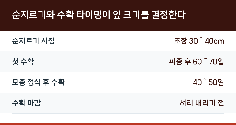 순지르기와 수확 타이밍이 잎 크기를 결정한다