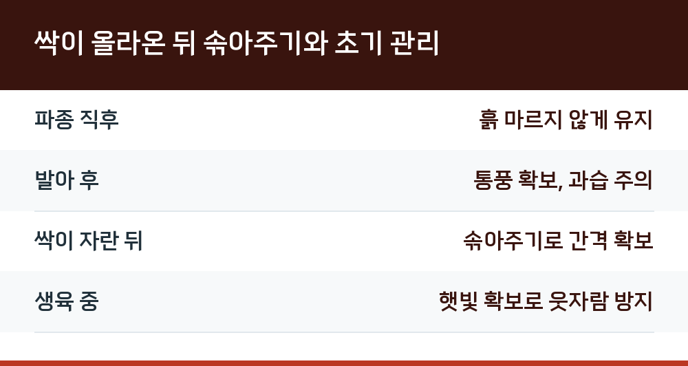 싹이 올라온 뒤 솎아주기와 초기 관리
