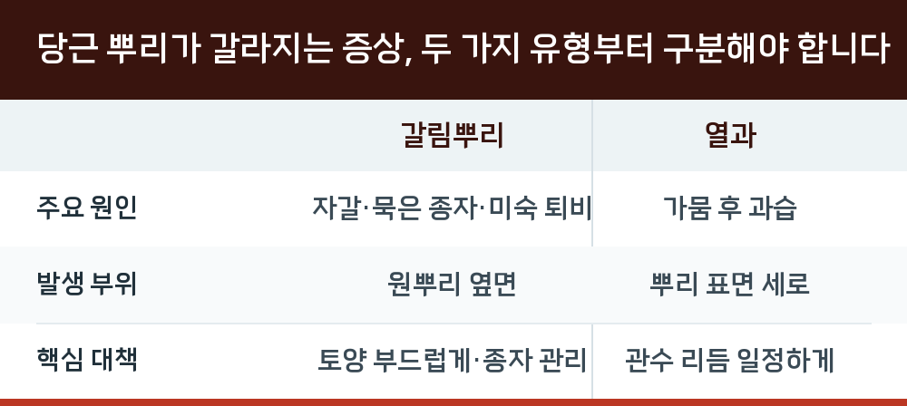 당근 뿌리가 갈라지는 증상, 두 가지 유형부터 구분해야 합니다