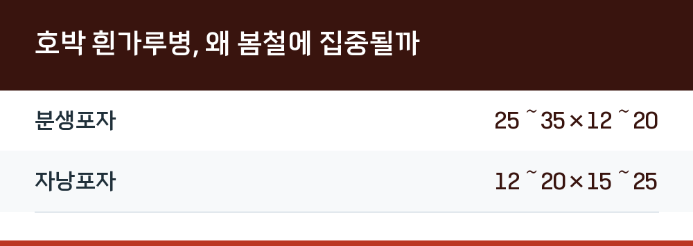 호박 흰가루병, 왜 봄철에 집중될까