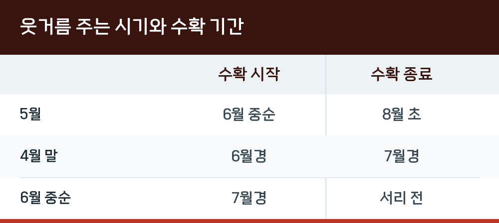 웃거름 주는 시기와 수확 기간