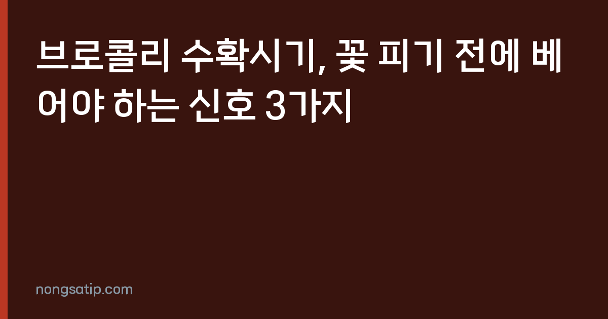 브로콜리 수확시기, 꽃 피기 전에 베어야 하는 신호 3가지