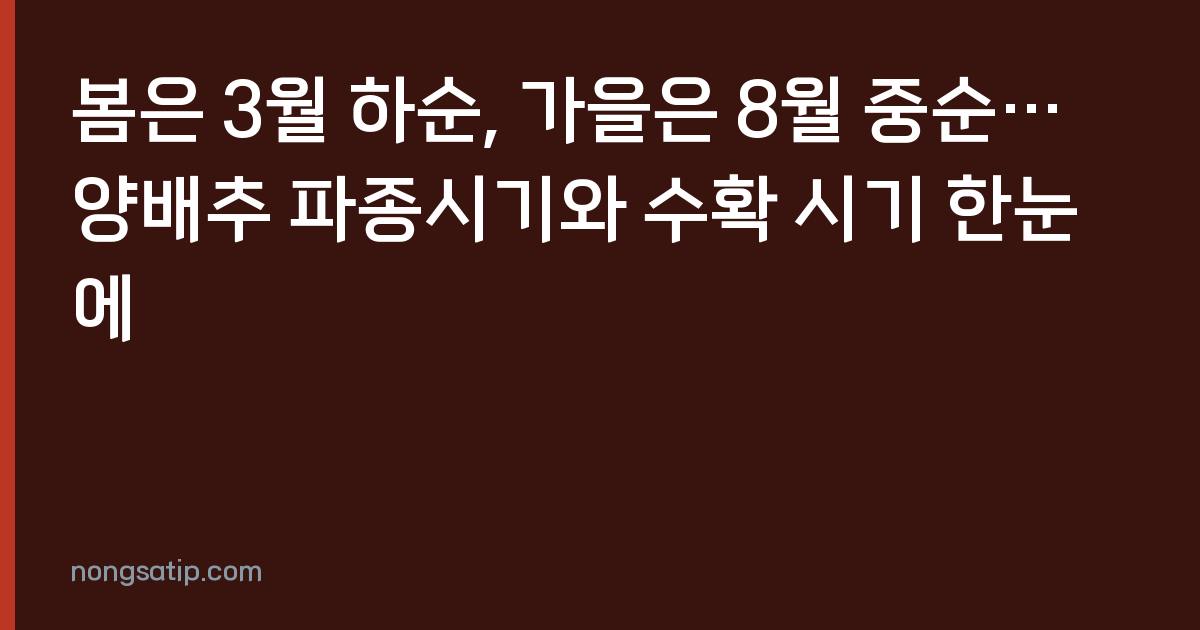 봄은 3월 하순, 가을은 8월 중순… 양배추 파종시기와 수확 시기 한눈에