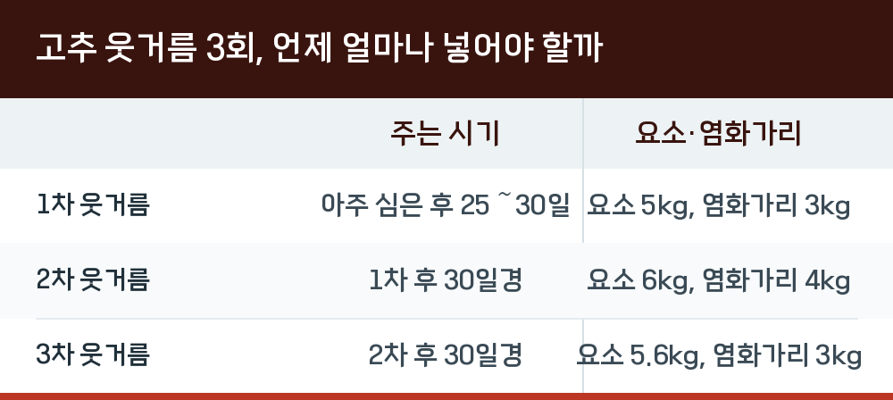 고추 웃거름 3회, 언제 얼마나 넣어야 할까