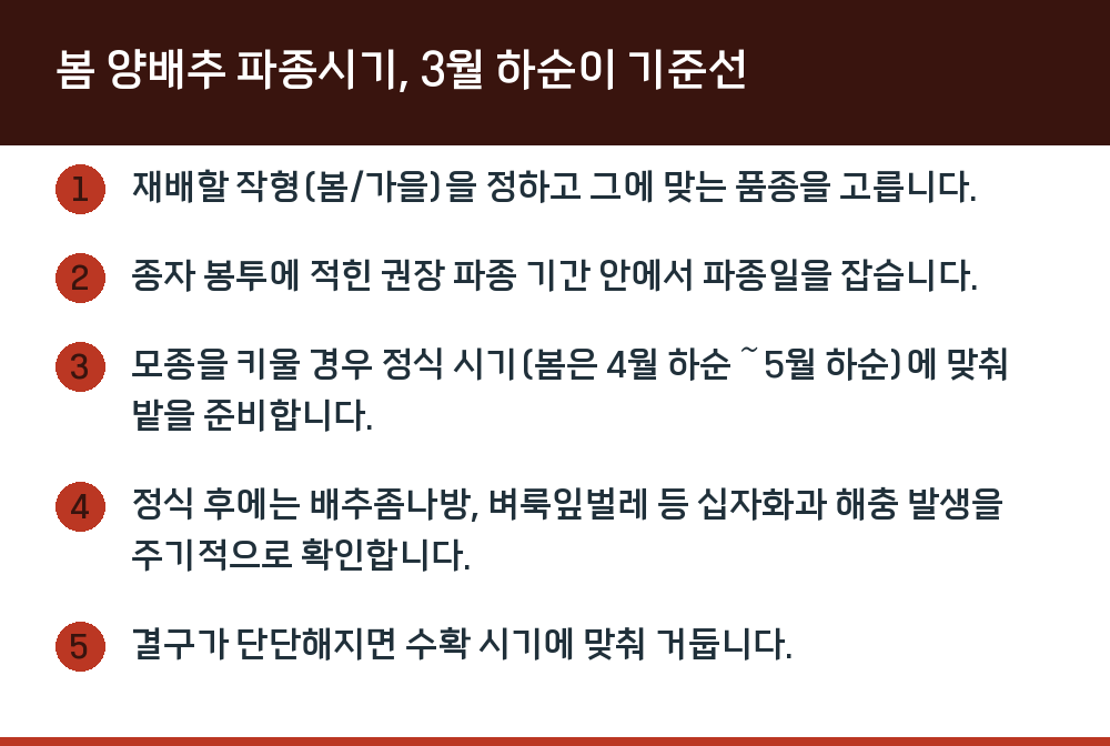 봄 양배추 파종시기, 3월 하순이 기준선
