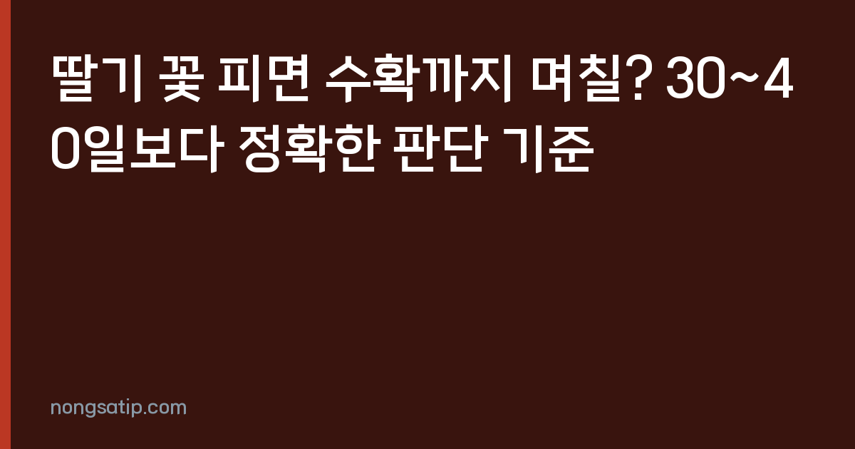 딸기 꽃 피면 수확까지 며칠? 30~40일보다 정확한 판단 기준