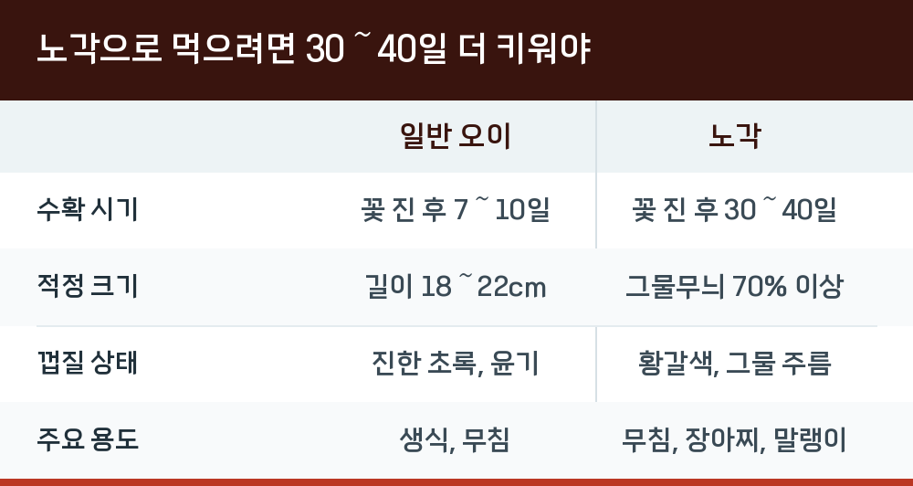 노각으로 먹으려면 30~40일 더 키워야