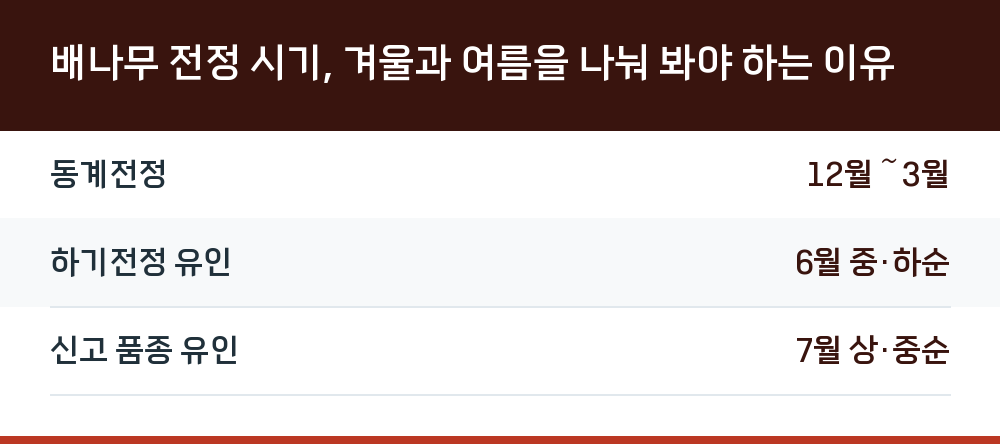 배나무 전정 시기, 겨울과 여름을 나눠 봐야 하는 이유