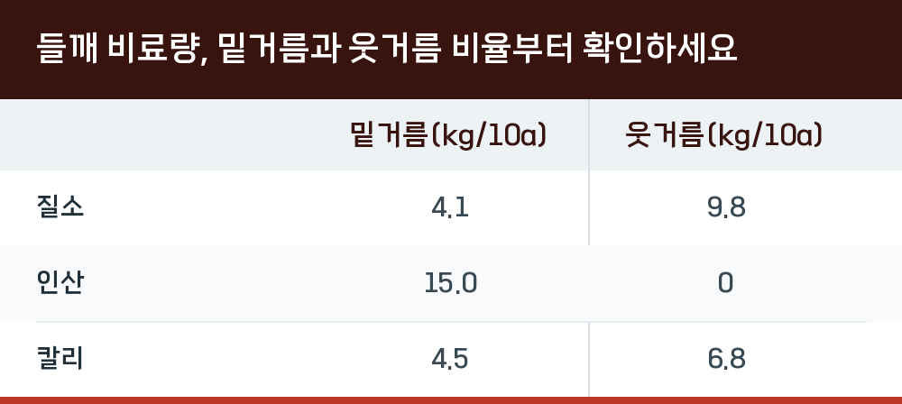 들깨 비료량, 밑거름과 웃거름 비율부터 확인하세요
