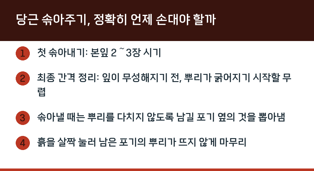 당근 솎아주기, 정확히 언제 손대야 할까