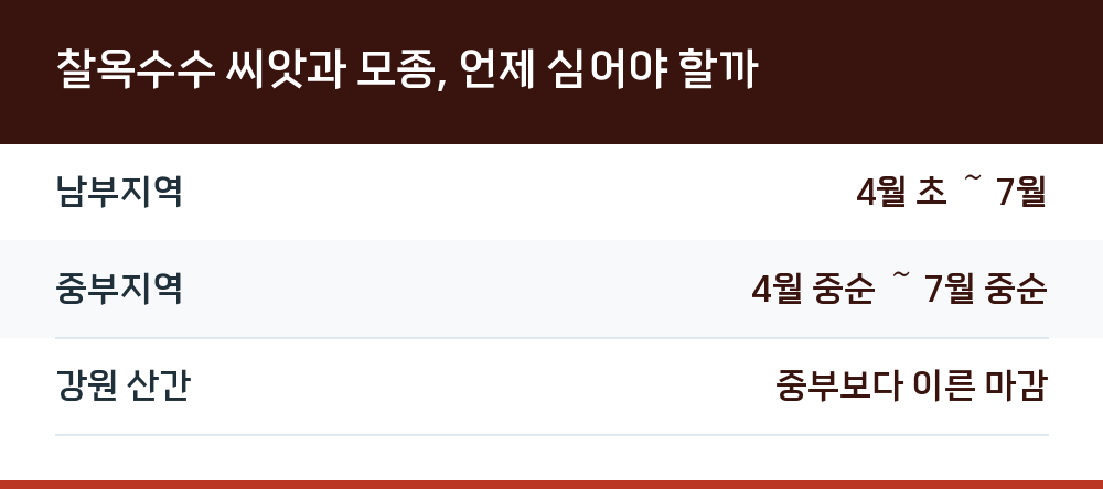 찰옥수수 씨앗과 모종, 언제 심어야 할까