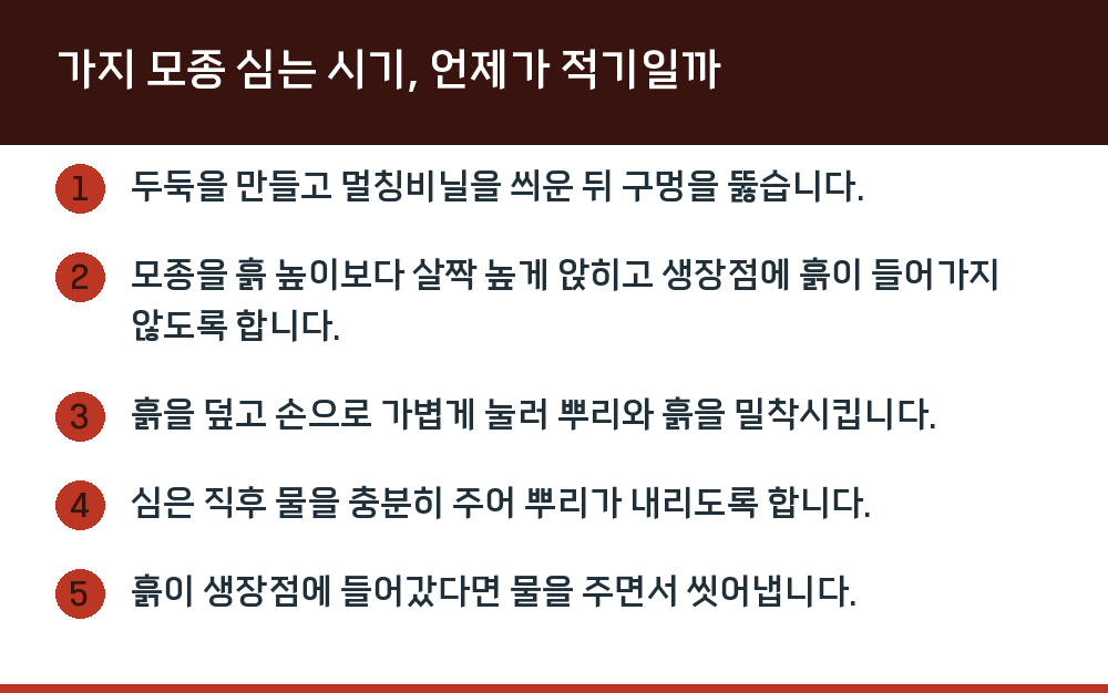 가지 모종 심는 시기, 언제가 적기일까