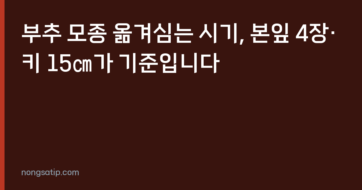 부추 모종 옮겨심는 시기, 본잎 4장·키 15㎝가 기준입니다