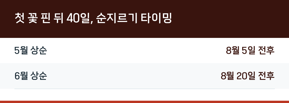 첫 꽃 핀 뒤 40일, 순지르기 타이밍