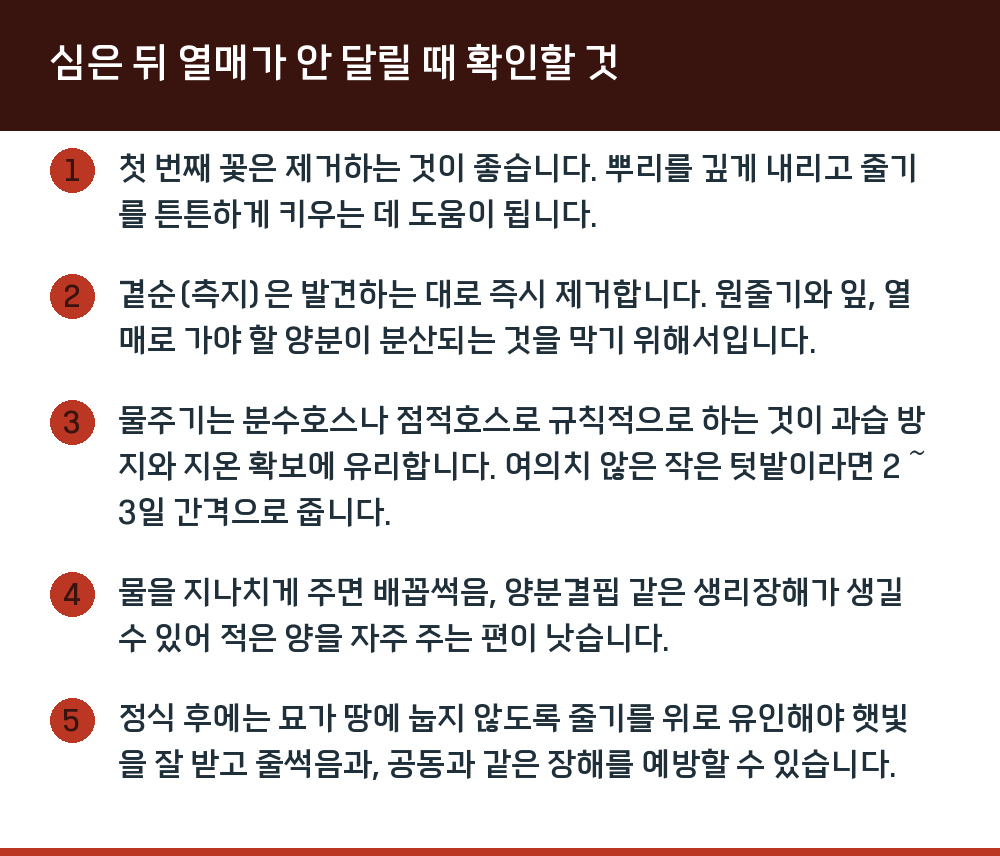 심은 뒤 열매가 안 달릴 때 확인할 것