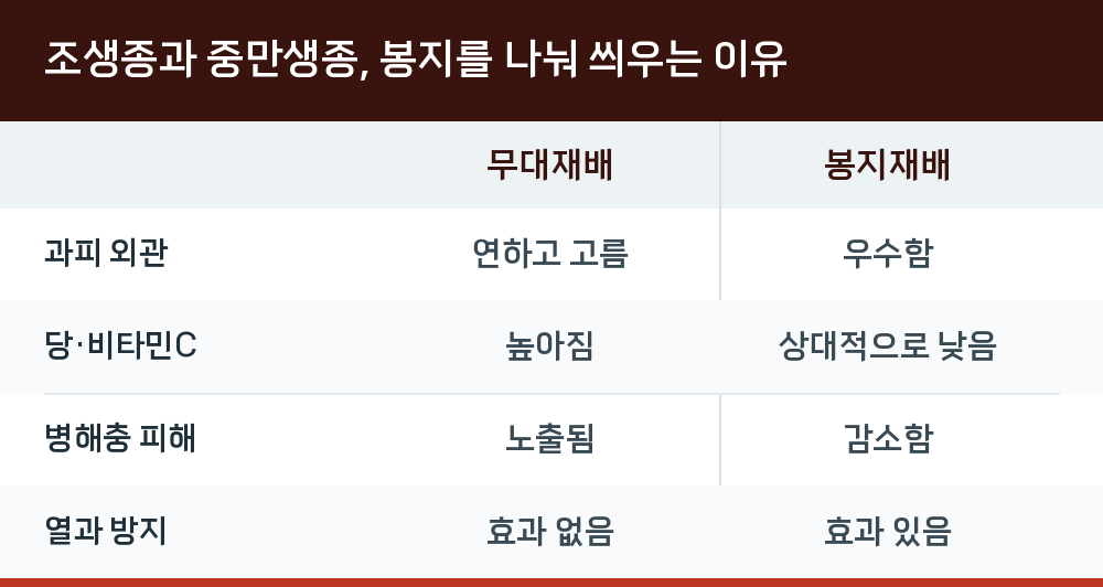 조생종과 중만생종, 봉지를 나눠 씌우는 이유