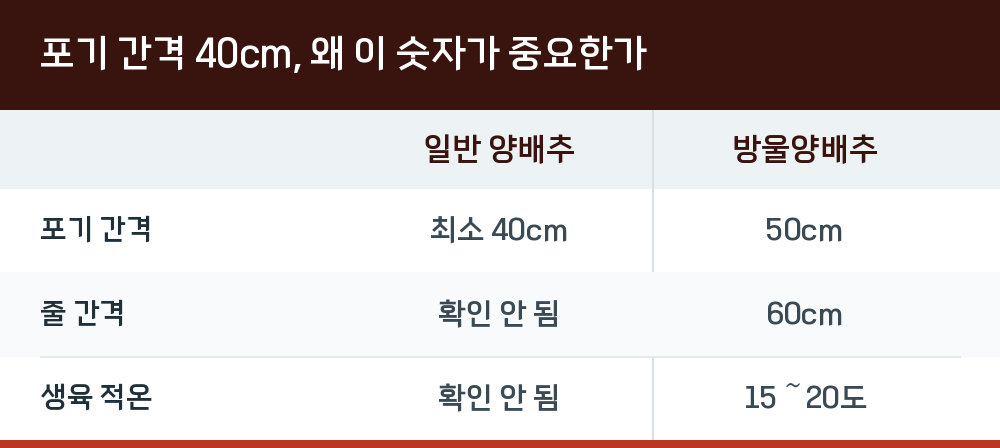 포기 간격 40cm, 왜 이 숫자가 중요한가